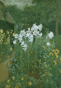 Lys de la Madone dans un jardin